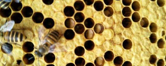 中蜂幼虫病用什么药治疗（中蜂病虫害的药物防治）