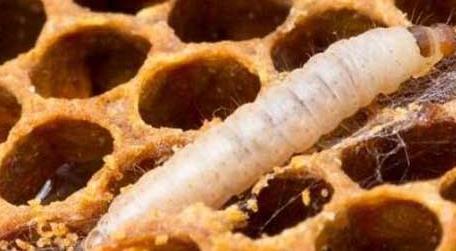 中蜂常见病虫害防治技术（中蜂有哪些病虫害）