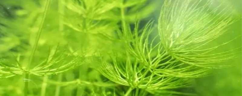 金鱼藻是什么植物（金鱼藻是什么植物裸子还是被子）