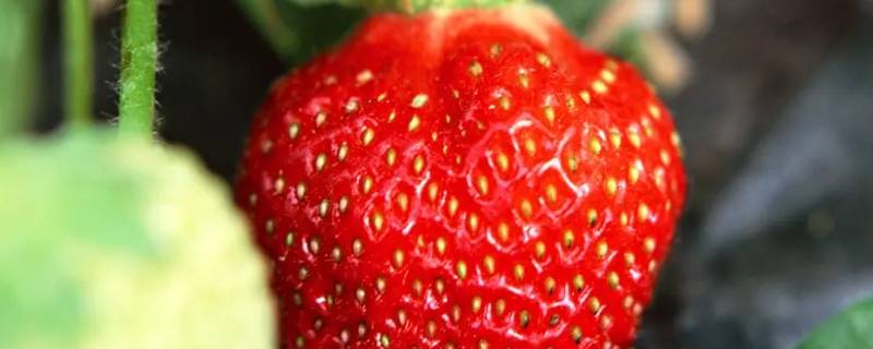 草莓怎么形容 草莓怎么形容词语