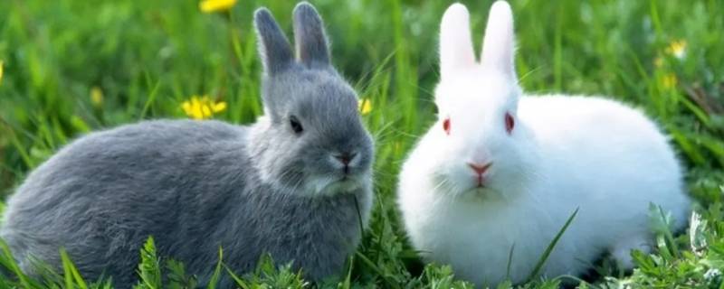小兔子的绝招是什么 小兔子有什么动作