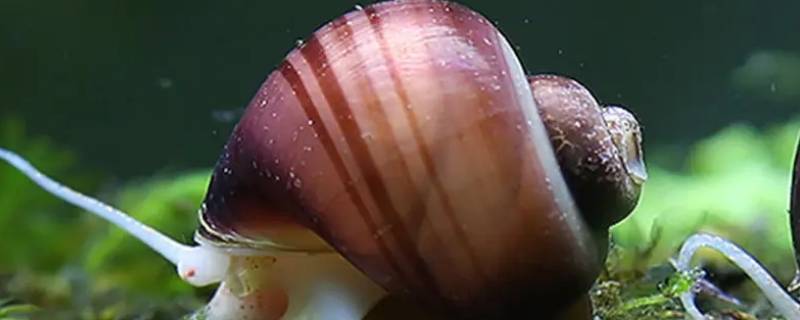 海里长得像蜗牛的叫什么 海里像蜗牛的动物