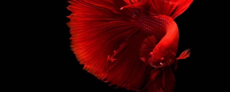 红色的鱼是什么鱼 通体红色的鱼是什么鱼