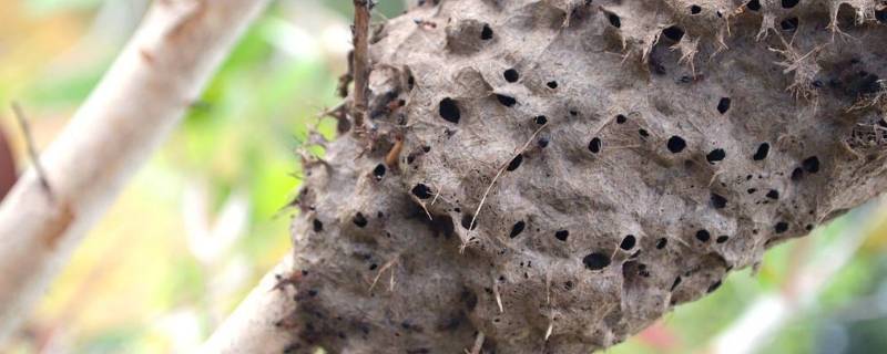 蚂蚁的家叫什么 蚂蚁的家是什么样子的呢