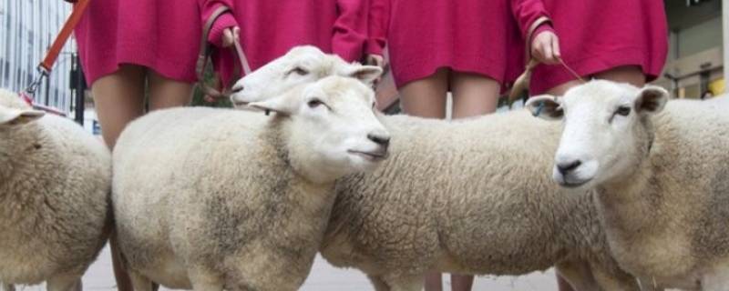绵羊毛和山羊绒的区别（绵羊毛和山羊毛的区别）