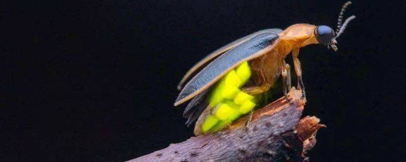 萤火虫的食性 萤火虫的食性和外形是什么
