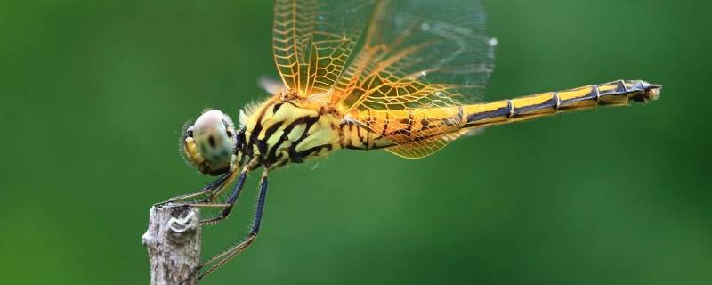 蜻蜓有多少个单眼（蜻蜓有多少个单眼,复眼有多少只小眼组成）