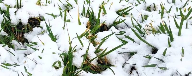 大雪兆丰年还是瑞雪兆丰年（瑞雪兆丰年因为什么）