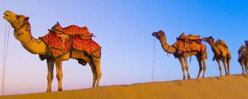 骆驼为什么可以长时间不喝水 骆驼为什么可以长时间不喝水怎么画