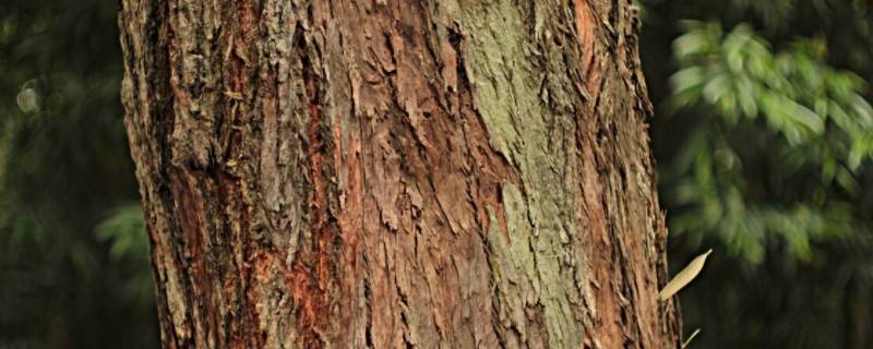 为什么树怕剥皮（为什么树怕剥皮?剥掉的树皮包括了哪些结构?）