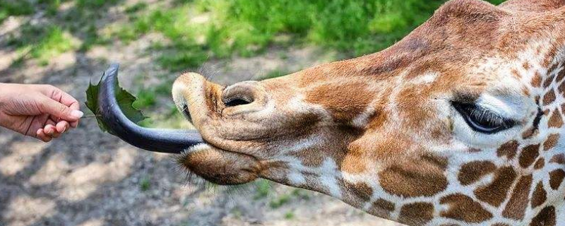 长颈鹿的舌头是什么颜色的 长颈鹿的舌头是什么颜色的播放照片