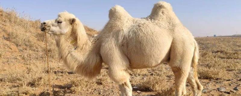单峰骆驼和双峰骆驼的区别 单峰骆驼和双峰骆驼的区别是什么