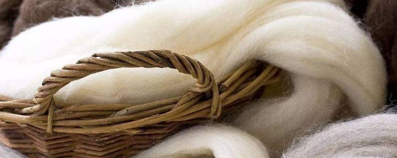 wool是羊绒还是羊毛（wool是羊毛还是羊绒的意思）