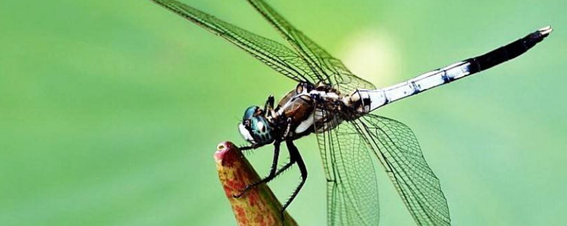 蜻蜓有几个单眼（蜻蜓有几个单眼?单眼的作用是什么?）