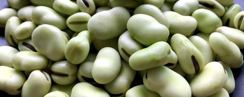 蚕豆是什么 蚕豆是什么植物