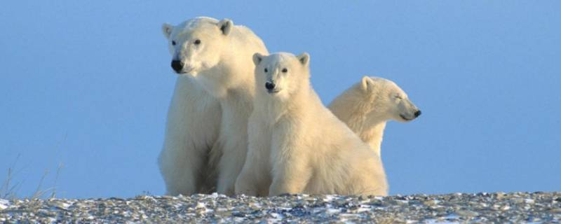 零下100度能冻死北极熊吗 北极熊为什么冻不死