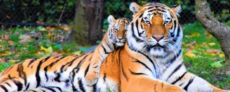 老虎的颜色是什么 老虎的颜色是什么样子的