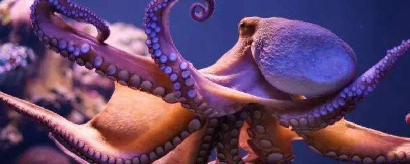 大章鱼为何经常被描绘成海妖（大章鱼为何经常被描绘成海怪）