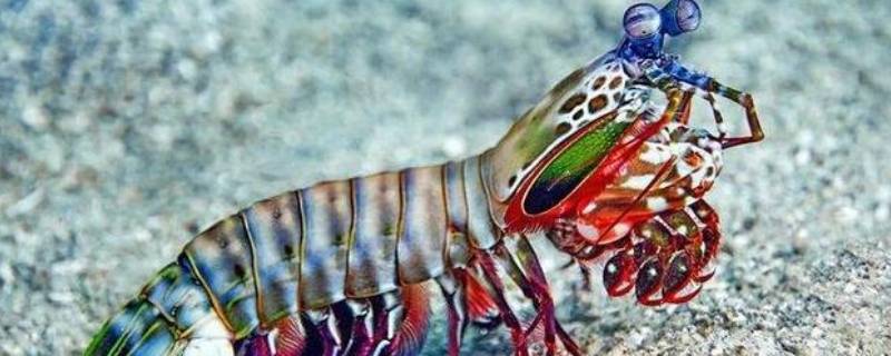螳螂虾的威力有多大（螳螂虾的威力有多大视频）