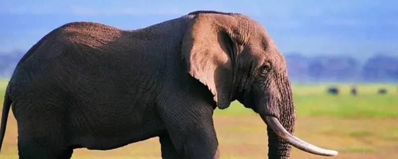 非洲象和印度象的区别（怎样区别非洲象和印度象）