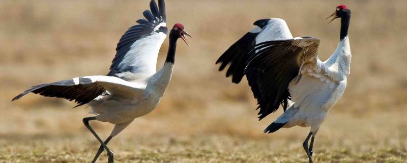 黑颈鹤白鹤国家几级保护动物（黑颈鹤是国家几级重点保护野生动物）