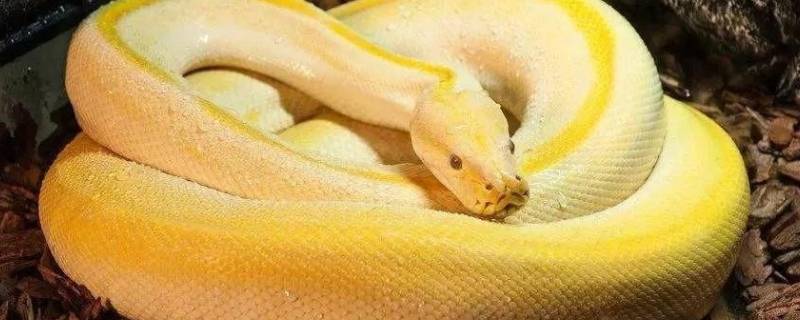 金黄色的蛇是什么品种（黄颜色的蛇有哪些品种）