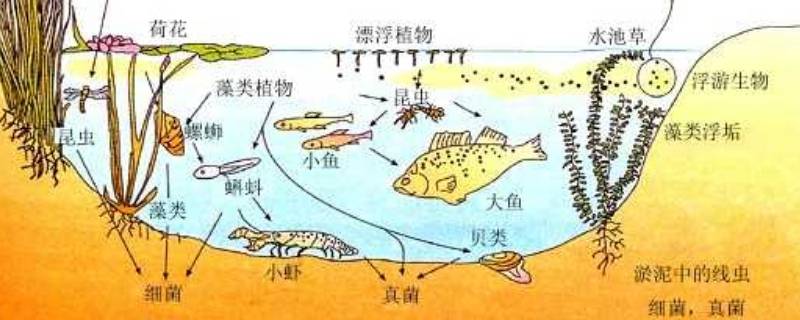 八大生态系统（生物八大生态系统）