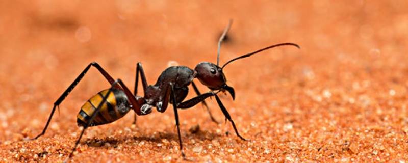 一只健全的蚂蚁有几只脚 一只蚂蚁有几只脚?