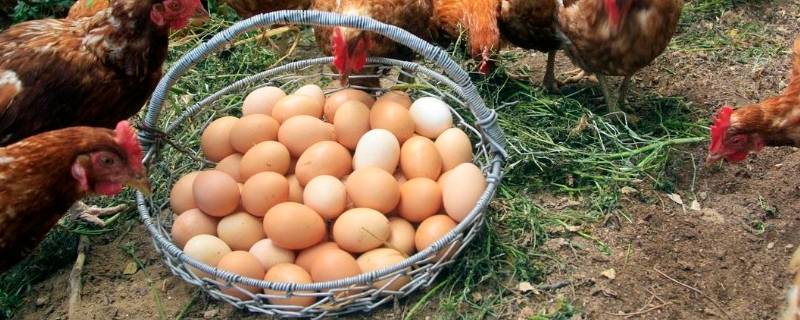 草鸡蛋和土鸡蛋的区别 草鸡蛋和土鸡蛋的区别怎么辨别