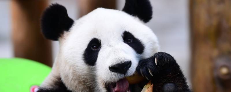 大熊猫的种类有哪些 大熊猫分别有哪些种类