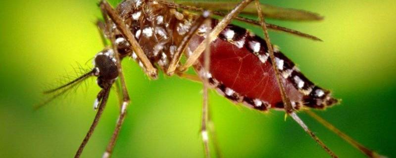 蚊子不吃不喝能活几天 蚊子不吃能存活多久