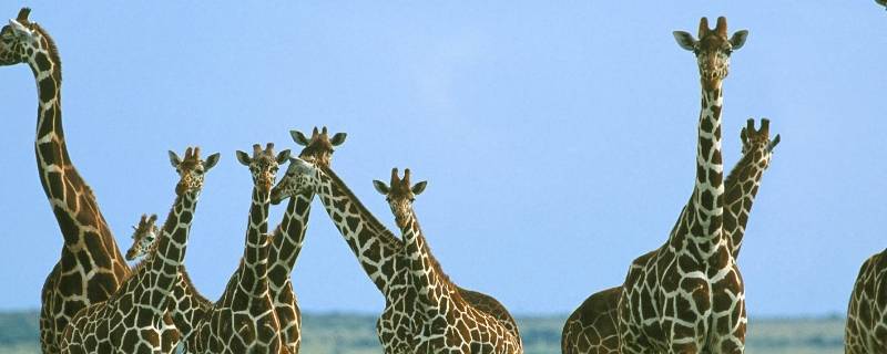长颈鹿的脖子有多长 长颈鹿的脖子有多长脑筋急转弯