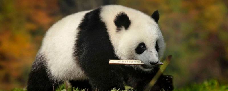 大熊猫寿命一般是多少岁（大熊猫的寿命多少岁）