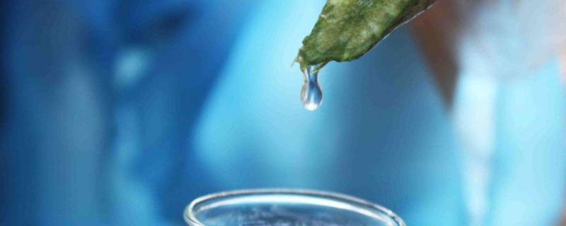 自己接的丝瓜水如何长期保存 自制丝瓜水能保存多久
