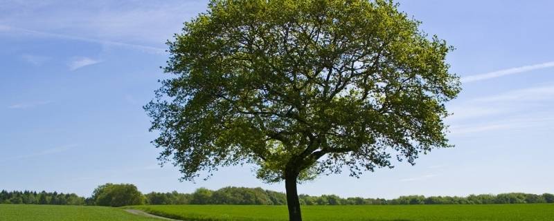 一棵树的人生的寓意 来生要做一棵树的含义