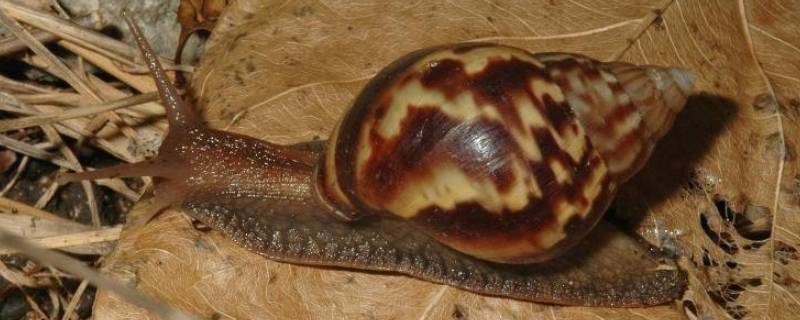 非洲大蜗牛为什么不能摸 非洲大蜗牛不能用手碰?