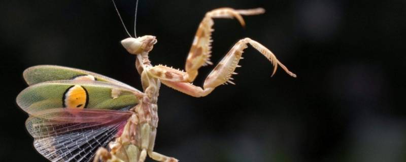 每个螳螂都有铁线虫吗 每只螳螂都有铁线虫吗