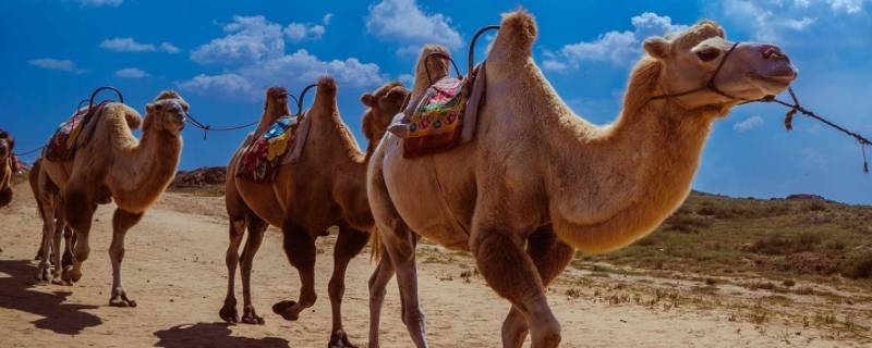 骆驼是反刍动物吗（骆驼是单胃动物还是反刍动物）