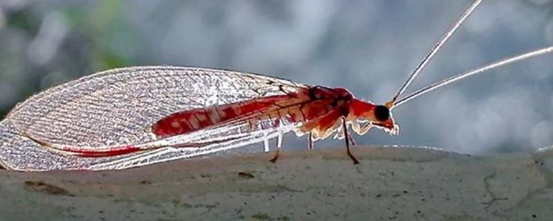 油蛉是什么昆虫 油蛉是什么昆虫生长环境