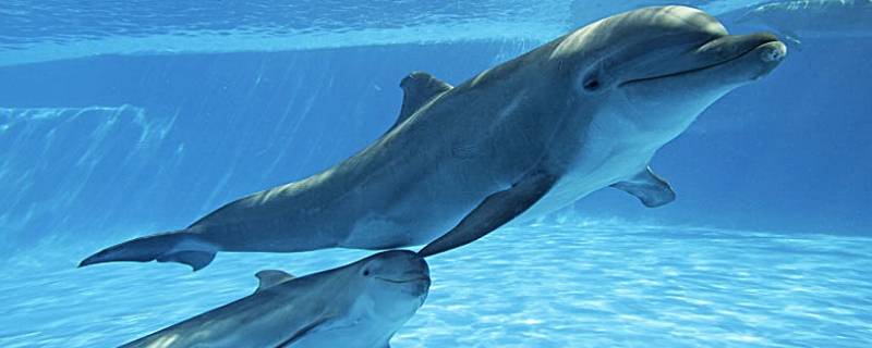 海豚为什么亲近人类 海豚为什么和人类友好