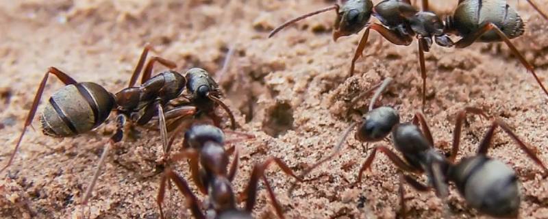 蚂蚁长什么样子 蚂蚁长什么样子的简单介绍