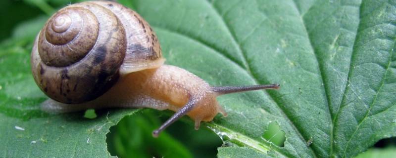 蜗牛的寿命一般有多长 蜗牛的寿命一般有多长 为什么雨后蜗牛会出来 - 致富热