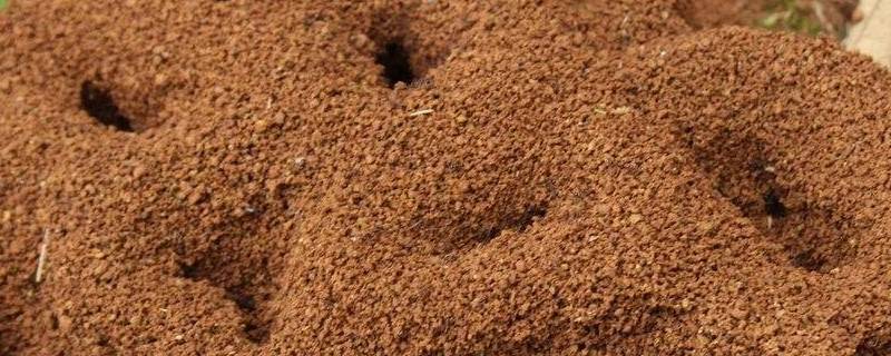 蚂蚁的巢是什么样的（蚂蚁的蚁巢一般像什么）