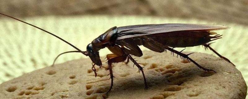 蟑螂留下的黑色颗粒是什么 蟑螂爬过之后留下的黑色颗粒