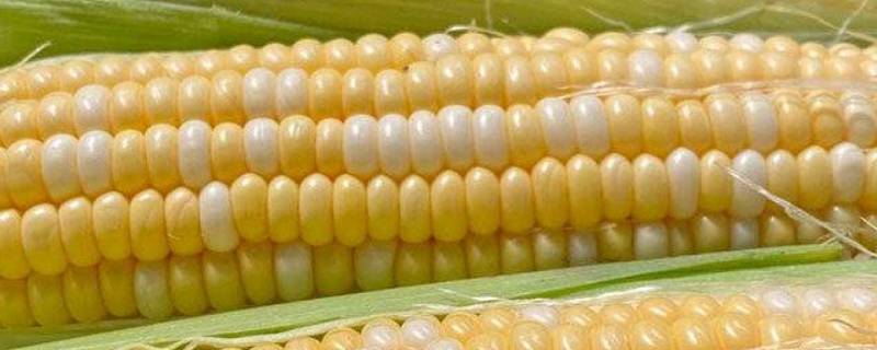 玉米品种有哪些 抗倒伏的玉米品种有哪些