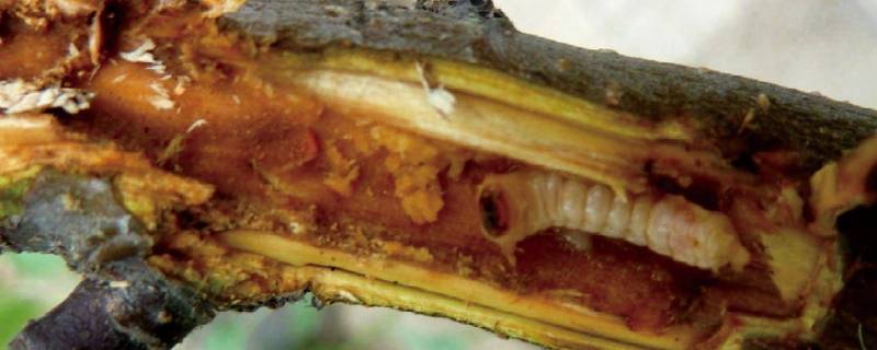 蛀木虫啃木头很大声怎么消灭 木头里面有蛀虫啃木头怎么办