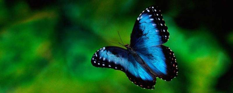 蝴蝶是胎生动物还是卵生动物 蝴蝶是卵生动物吗?