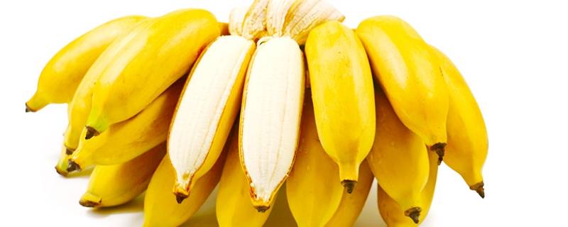 小香蕉是什么品种（小小的香蕉是什么品种的?）