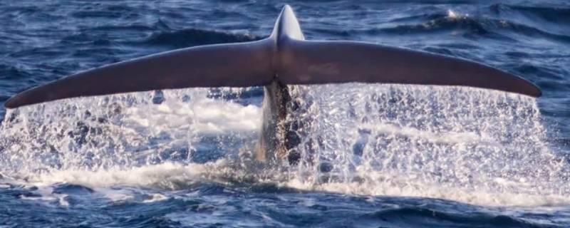 鲸鲨和蓝鲸谁大 蓝鲸与鲨鲸哪个大