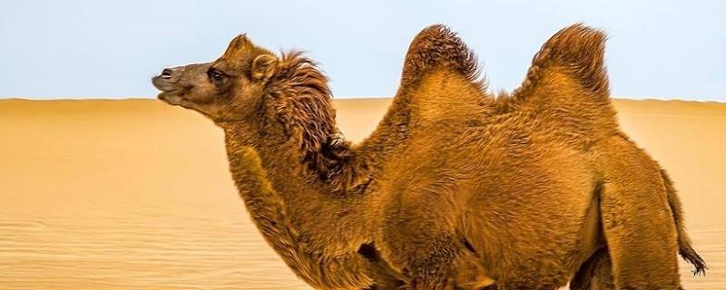 骆驼为什么可以吃带刺的仙人掌（骆驼为什么可以吃带刺的仙人掌花）